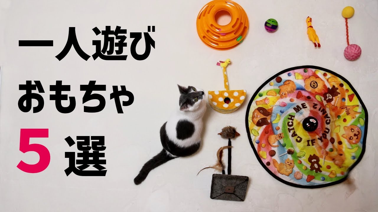 猫が気に入った一人遊びおもちゃを紹介します！