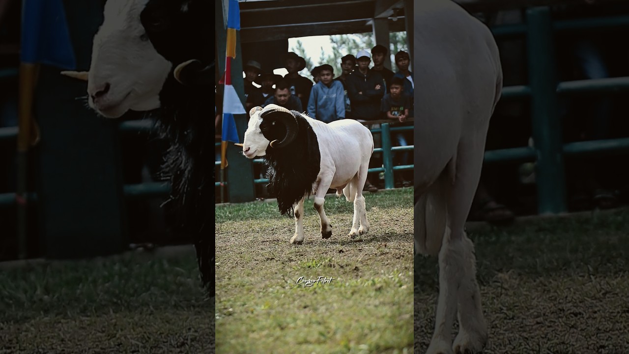 bulu nya unik #dombagarut #domba #sheep #shorts #goat #cungurfotret