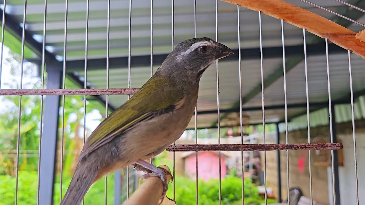 FÊMEA DE TRINCA FERRO MACHEANDO MUITO QUENTE ESTIMULA TRINCA FERRO A CANTAR FAÇA O TESTE