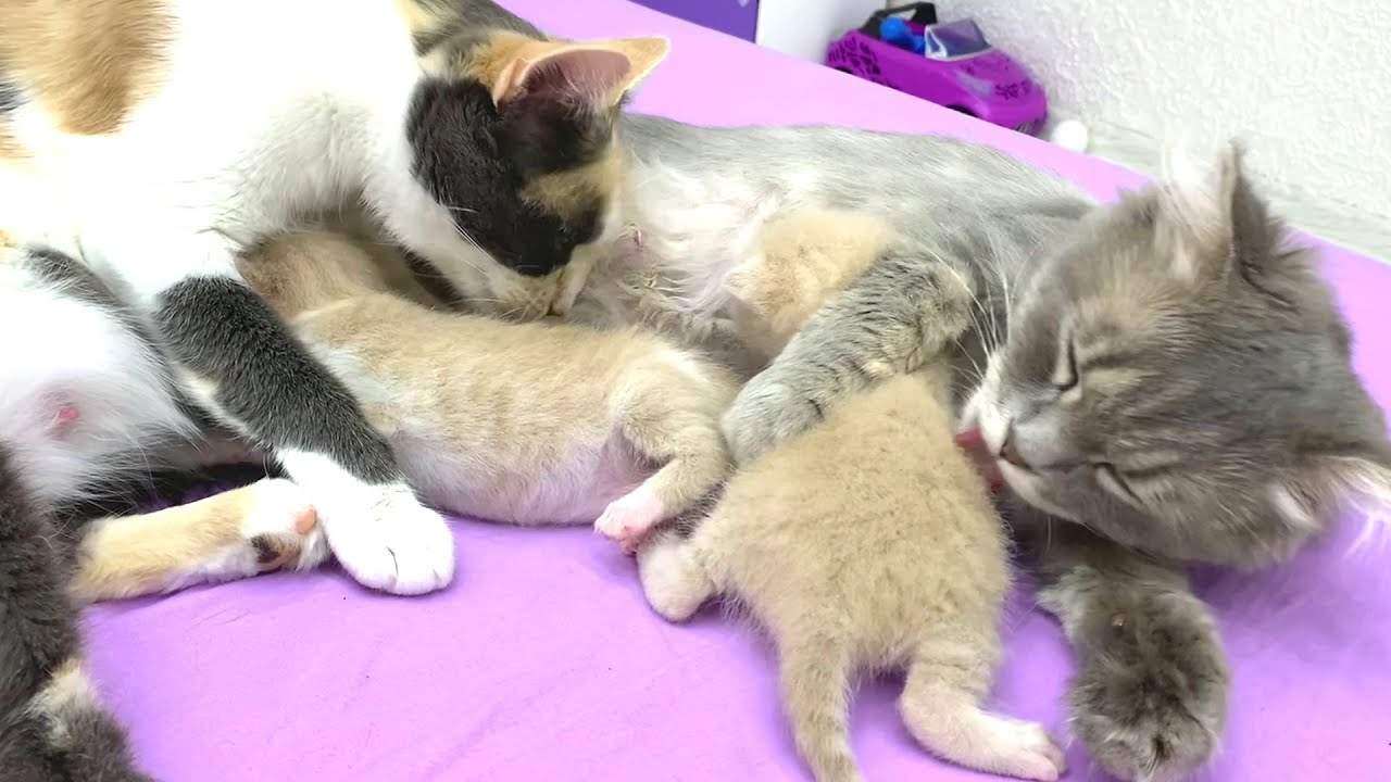 Две мамы-кошки вылизывают котят, котята кушают и засыпают
