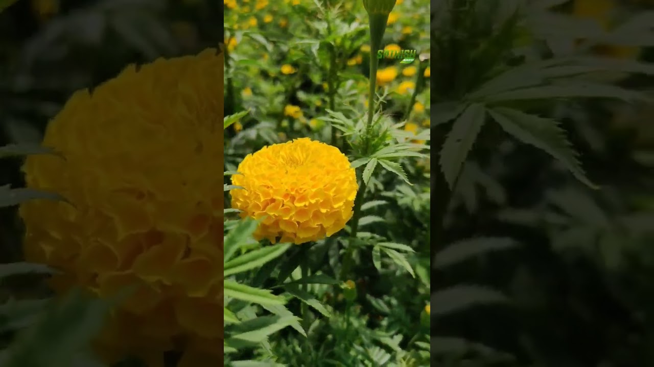 vishnu Yellow ball marigold seedlings #shorts மஞ்சள் சாமந்தி செடி sathish Nursery 8190051153