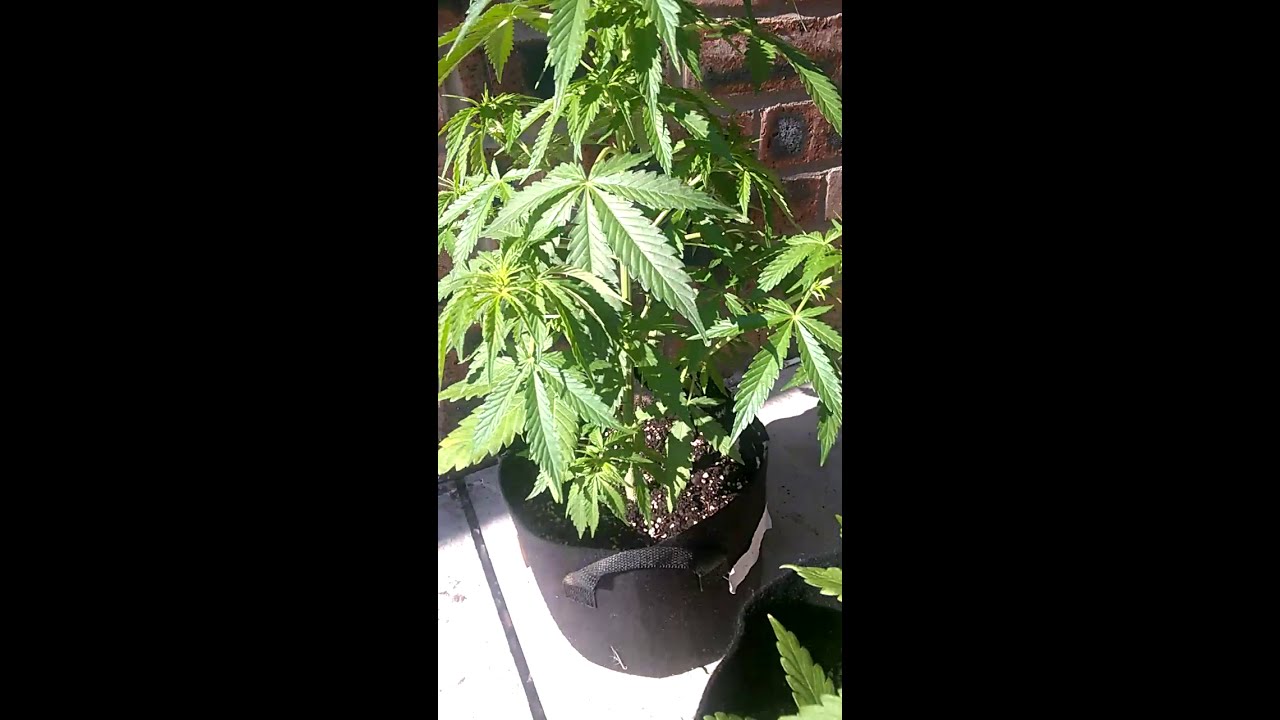 update on the Amnesia haze auto & NYCD auto.