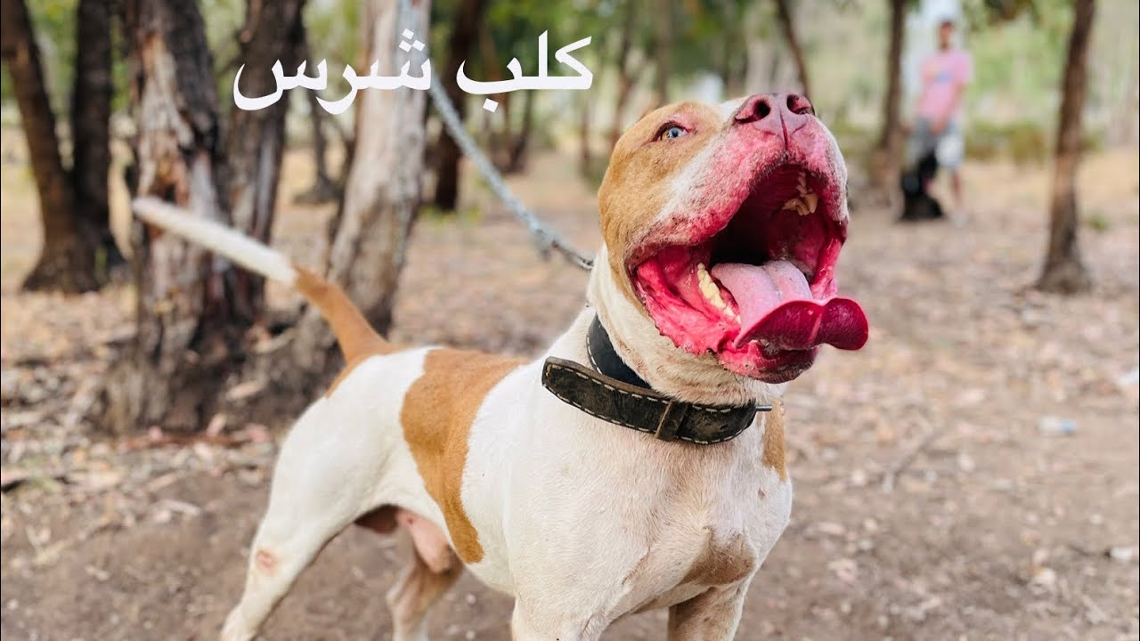 كيفية تدريب كلب على الشراسة