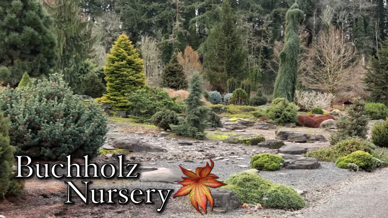 Enter the Blue Forest! Buchholz Blue Conifer Garden