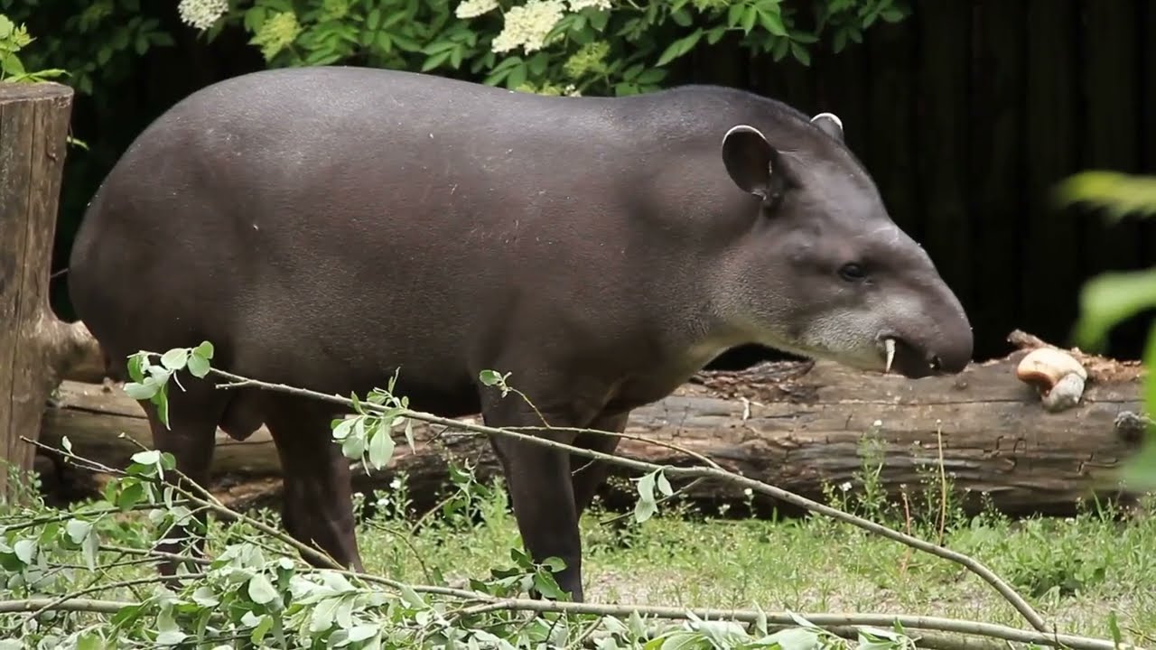 El Misterioso Babirusa | Vida Salvaje en Indonesia