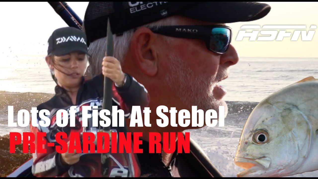 Pre-Sardine Run 2022 | Lots of fish caught at Stebel | @TheASFN