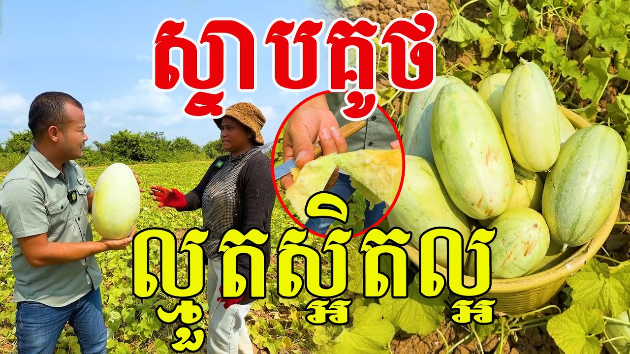ស្ទាបគូថ​ ល្មួតស្អិតល្អ​ កសិករយេីងពូកែមែន
