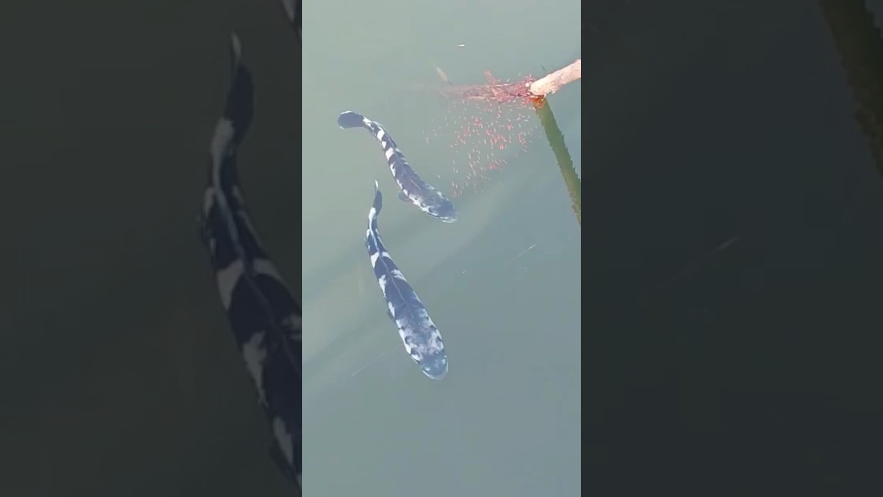 നീല വാഹ കുഞ്ഞുമായി #keralafishing #youtube #shots #trending #trendingshorts  #fish #youtubeshorts