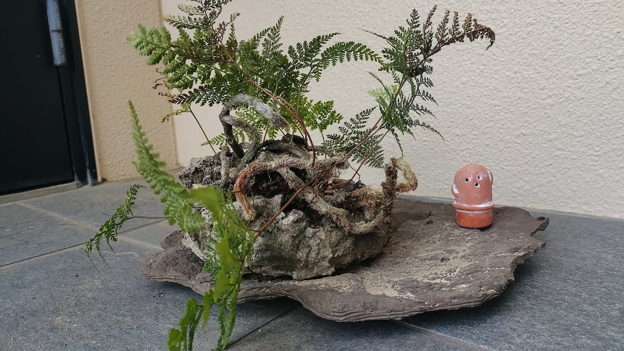 トキワシノブの植え替え