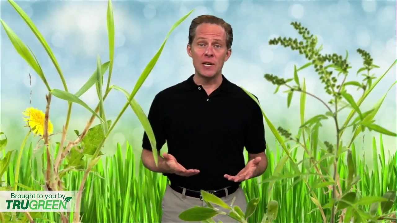 Lawn Weed Control | Types of Lawn Weeds & How to Keep Them Away