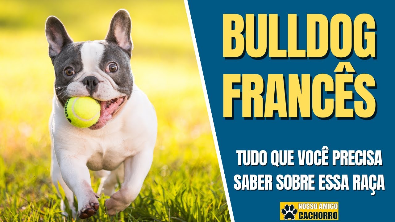 Bulldog Francês - Tudo que você precisa saber sobre a raça | Guia de Raças