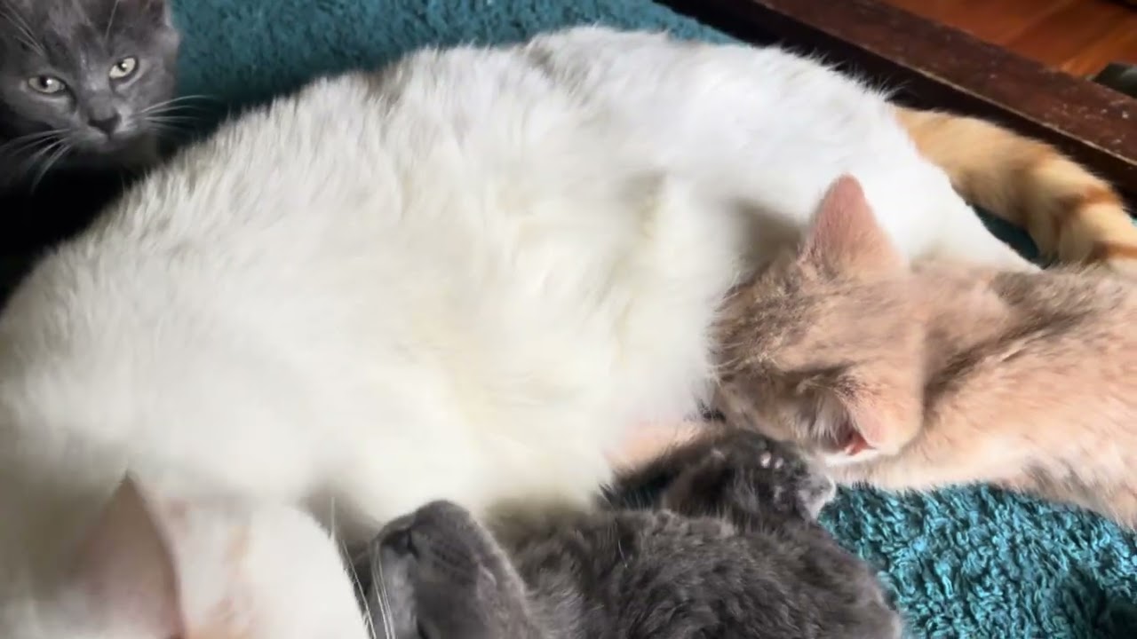 Kittens are crazy hungry #catshorts #catlovers #catvideos #cat   #catshortscute #cats #catsofyoutube