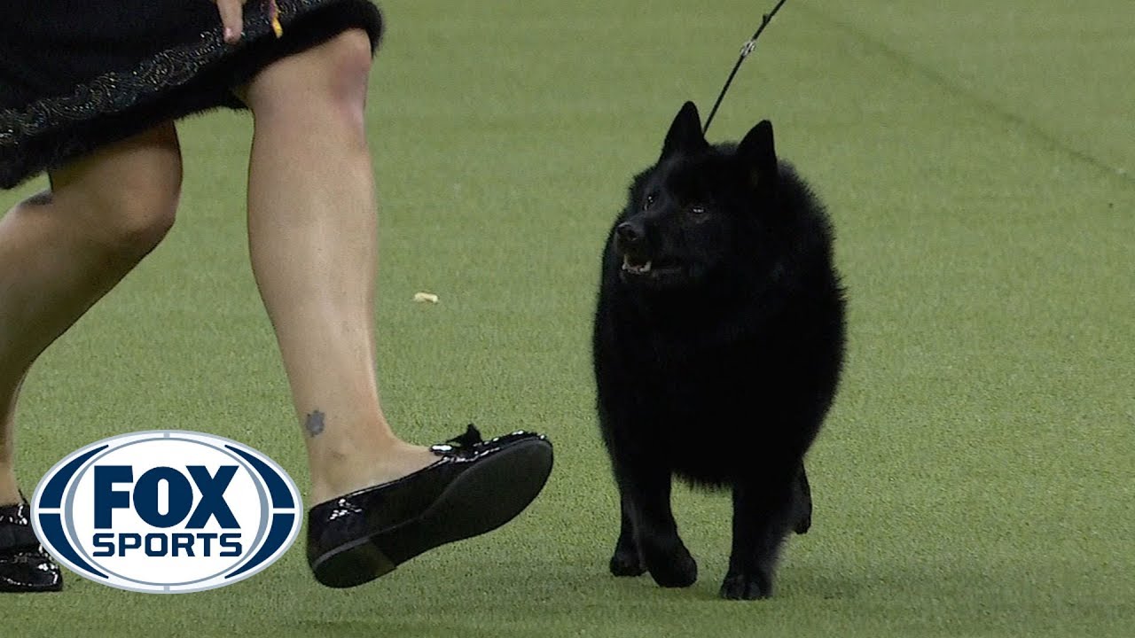 Group judging for the Non-Sporting Group at the 2019 Westminster Kennel Club Dog Show | FOX SPORTS