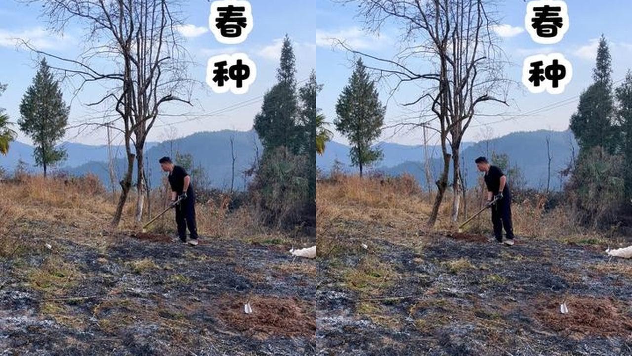 种12种桃子，6棵樱桃，3垄番茄，搭葡萄架，清荒地，耕玉米地，满满的获得感#我的大山生活 #山村生活 #田园生活 #新农人计划2026 #春种