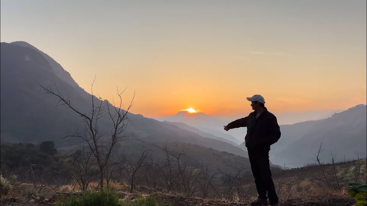 清晨看日出，准备沃柑树根系药用上超级滴管系统浇水