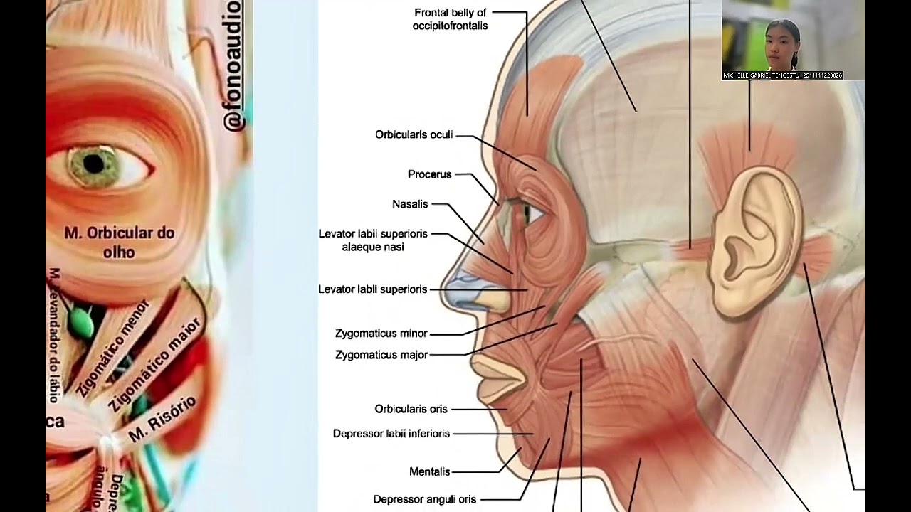 TUGAS VIDEO ANATOMI REGIO FACIALIS