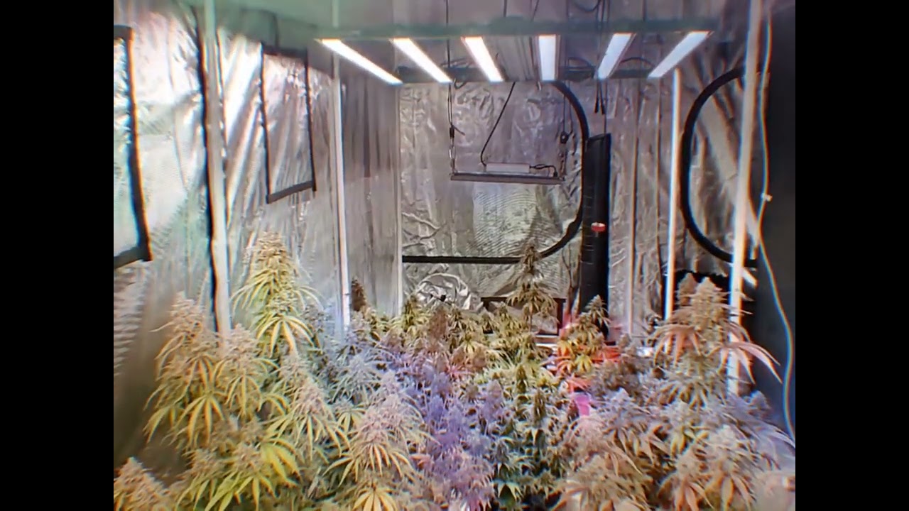 From Beginner to Pro: How Growline 720 LED Grow Light Revolutionizes Indoor Gardening