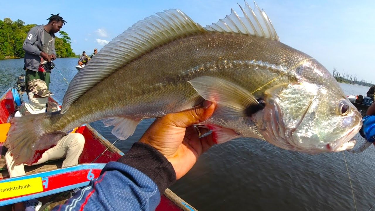Fishing for freshwater Silver Croaker fish (Koebie) at Mamadam ( Brokopondo Lake -  Suriname )