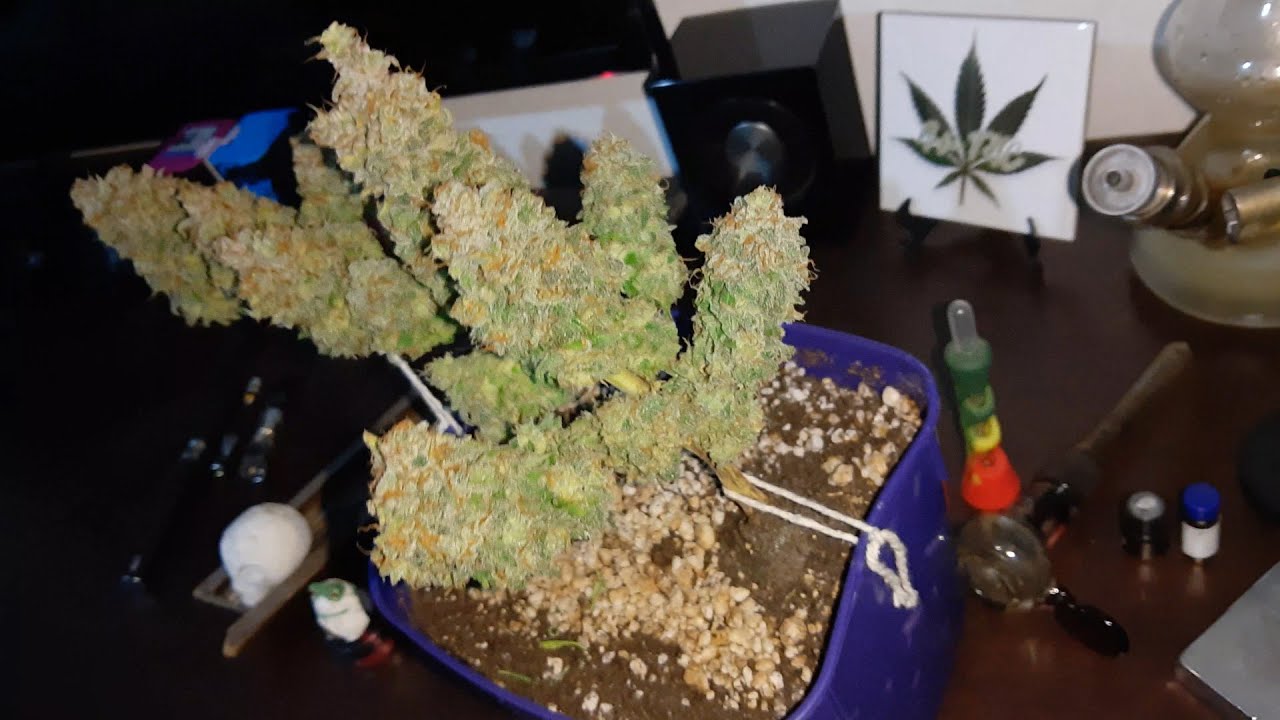 PC GROW (68 dias de flora - Trimming!) Gen&eacute;tica: Super Bud - Banco: Green House