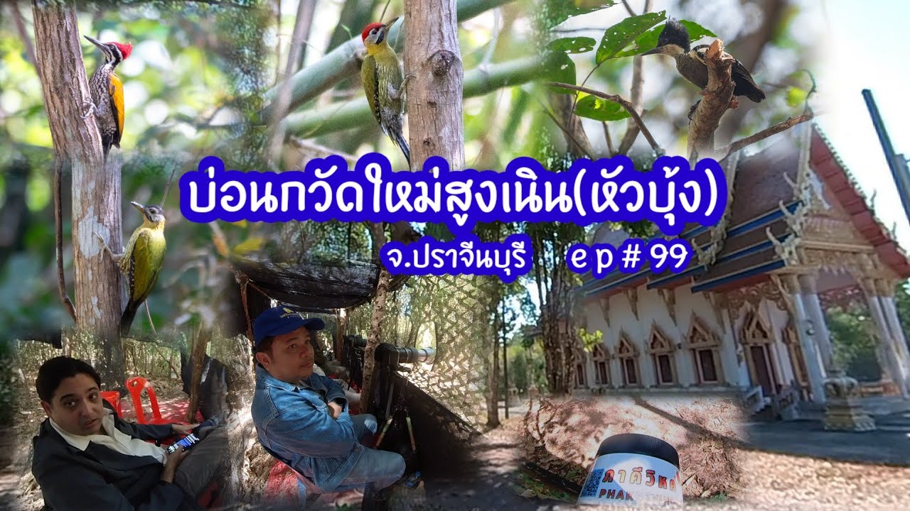 บ่อนกวัดใหม่สูงเนิน(หัวบุ้ง)จ.ปราจีนบุรี ep#99 #birdsthailand #ดูนก #วัดใหม่สูงเนิน 