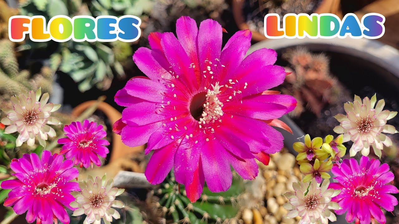 FLORES LINDAS NESSE TOUR MARAVILHOSOOOO PELO JARDIM. #jardimdecactos #cactus #flores