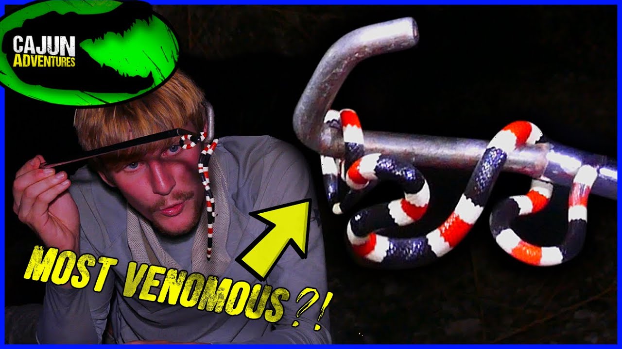 Up Close With the Sonoran Coral Snake! - America's MOST VENOMOUS SNAKE! (Ft. @smetlogik)