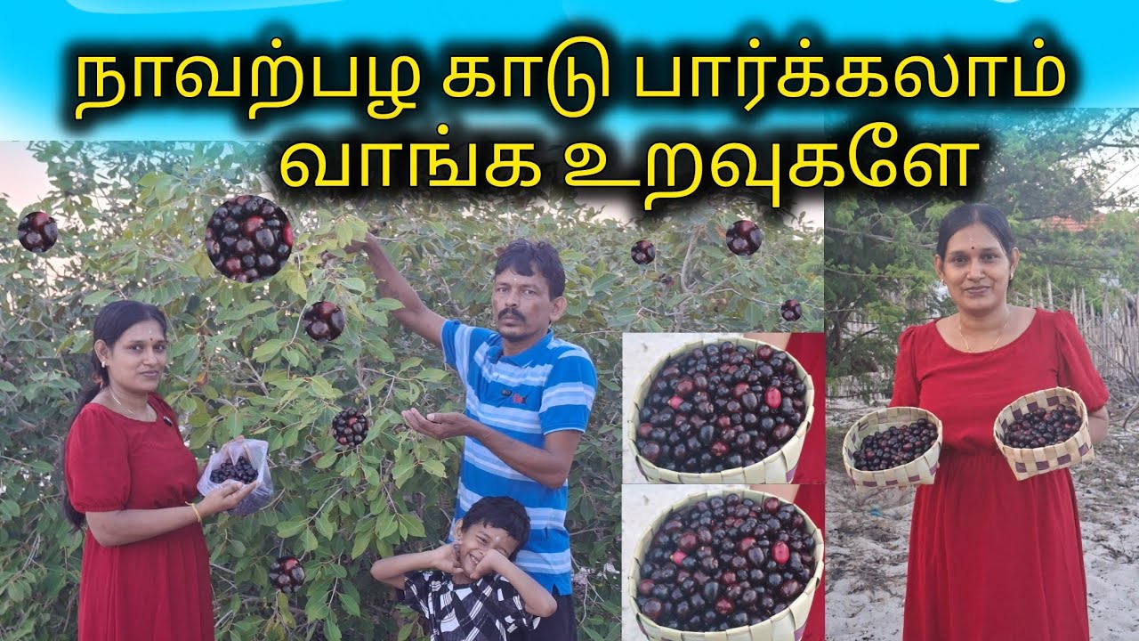 இந்த சீசனில் நாவற்பழத்தை தவற விடாதீர்கள்🫐