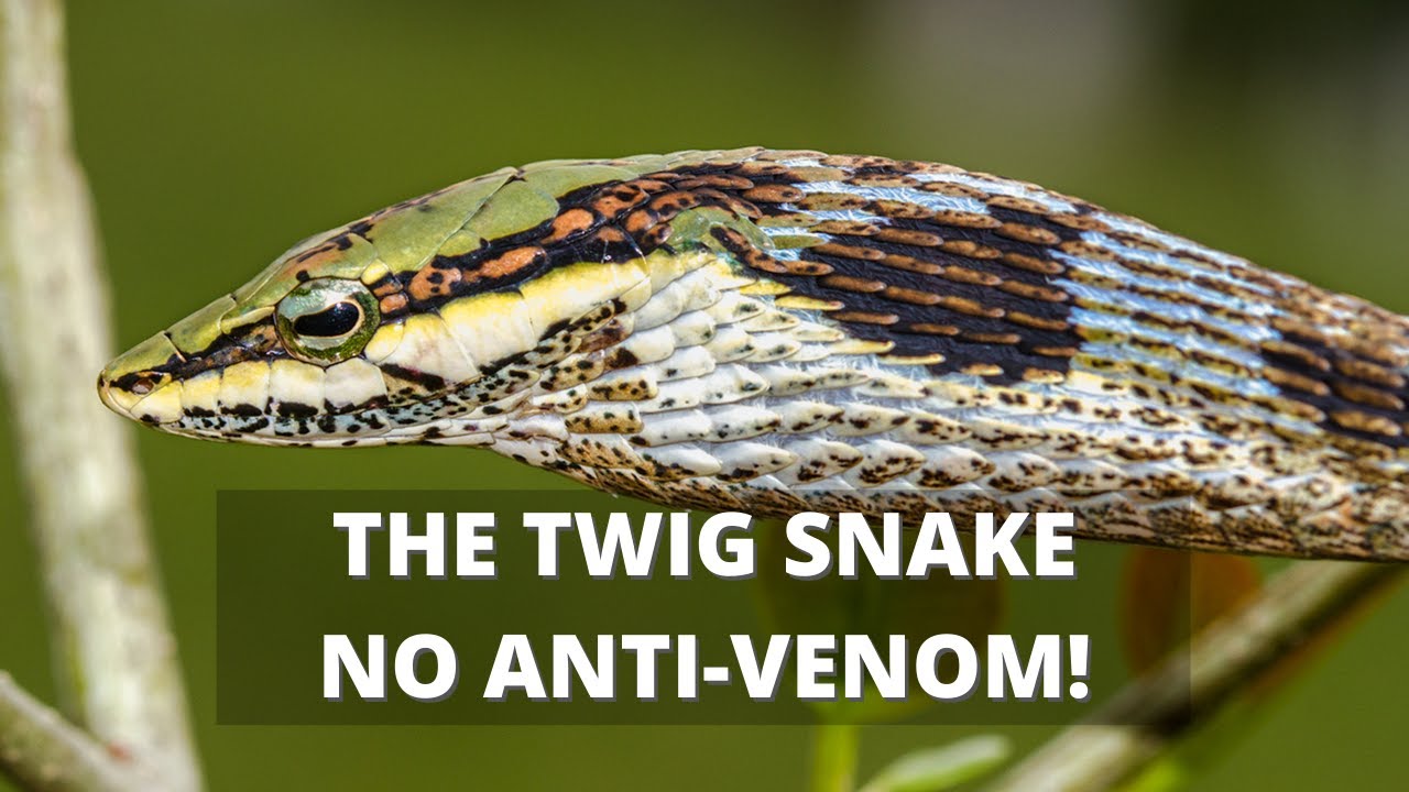 The Deadly Twig Snake (Thelotornis capensis capensis)