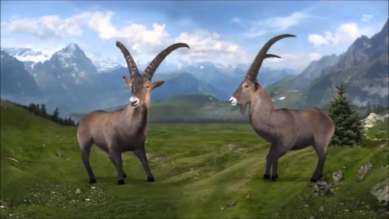 Bündner Steinbock zusammenschnitt