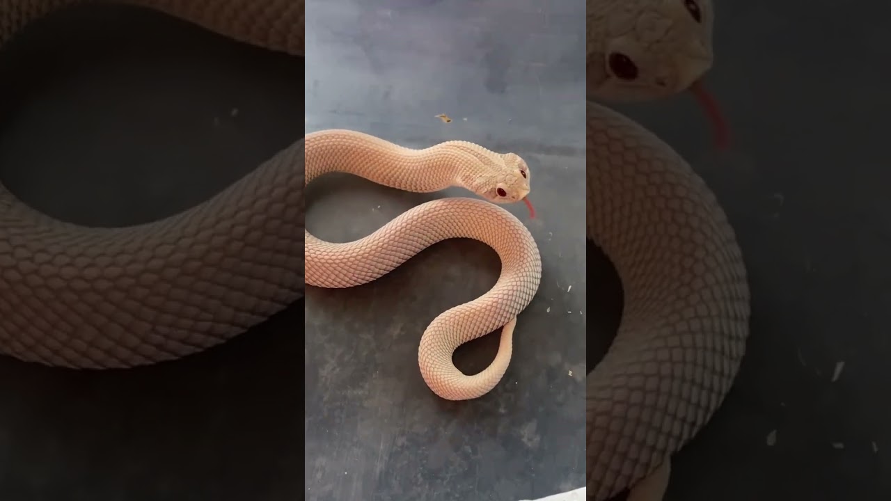 Angry Snake Warning Me to Stay Back!