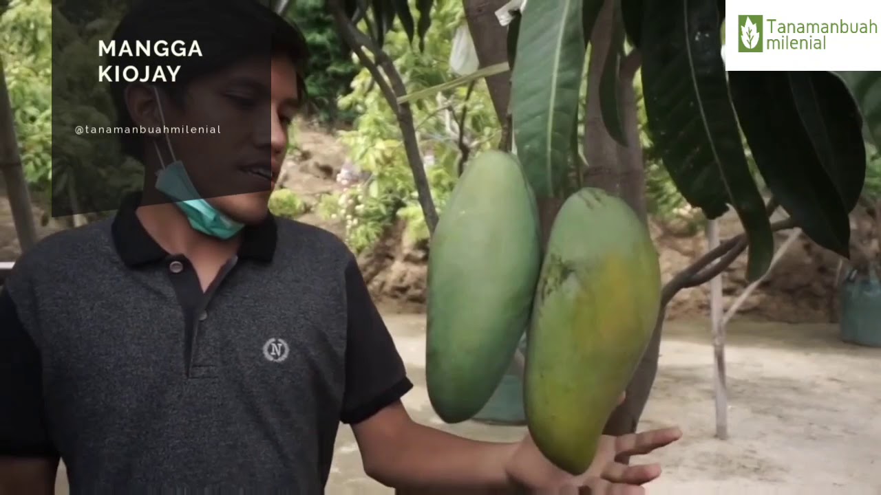 Mangga Kiojay super jumbo dan manis !!!
