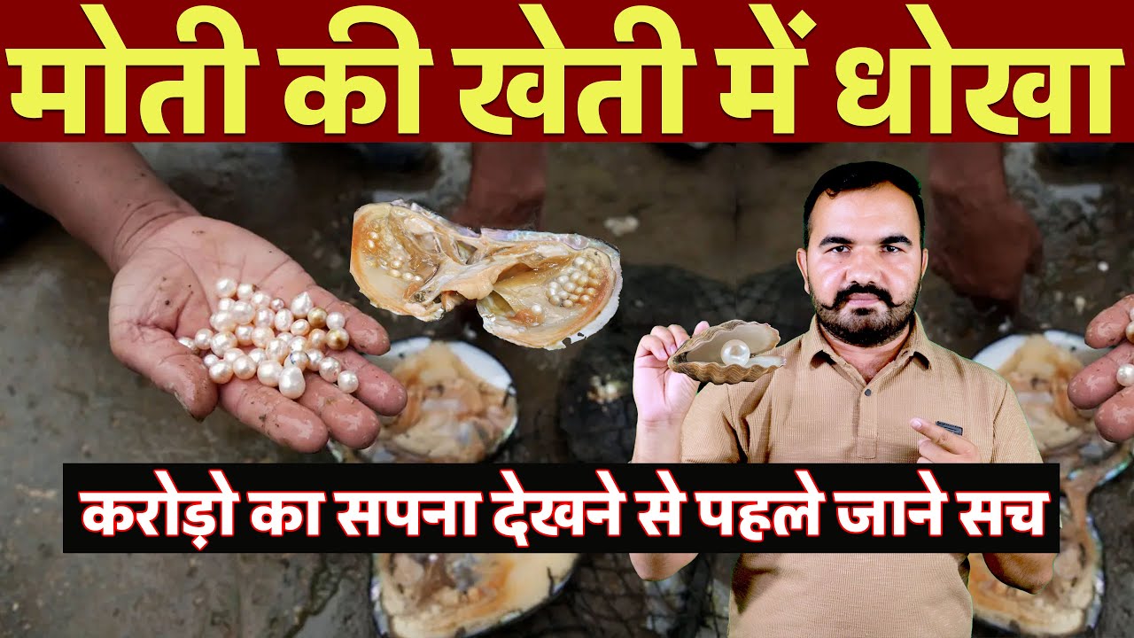 लाखों की खेती में करोड़ों का धोखा | Moti ki kheti की सच्चाई | Pearl Farming Reality in India #oyster