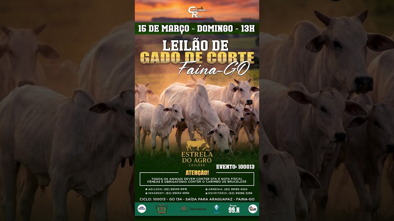 LEILÃO GADO DE CORTE ESTRELA DO AGRO LEILÕES  FAINA-GO 15/03/2026 | Leilão ao Vivo - Leilão de Gado