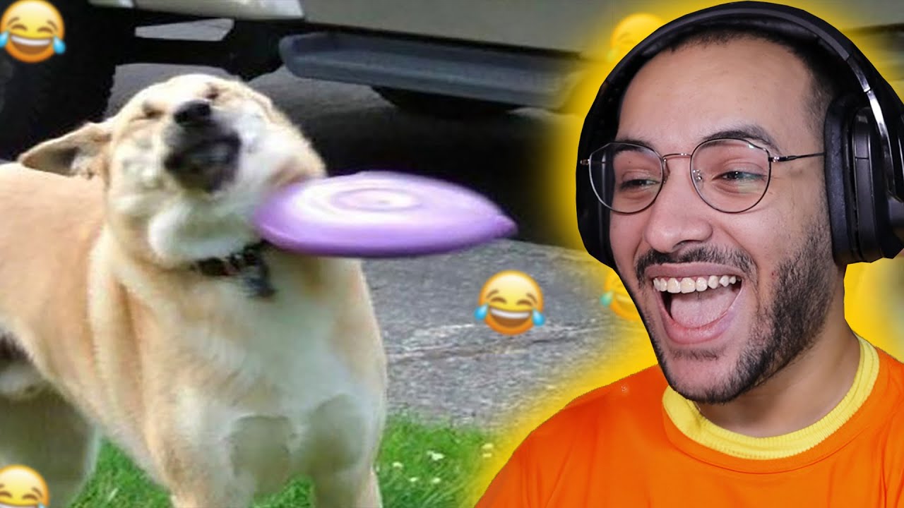 افضل فيديوهات للمواقف المضحكة للحيوانات ( مواقف ومقالب )😮😬💔!!