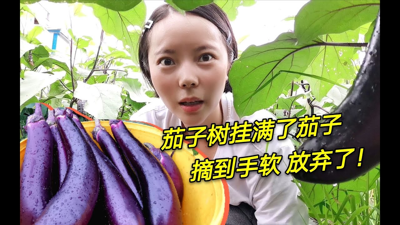 茄子地栽70天后，1棵树挂满了茄子，实在太多摘得烦，只能舍弃！