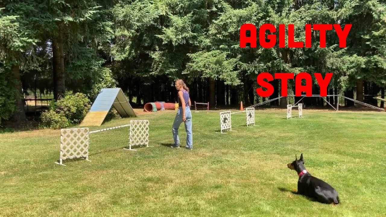 How to Proof Stay on the Agility Course