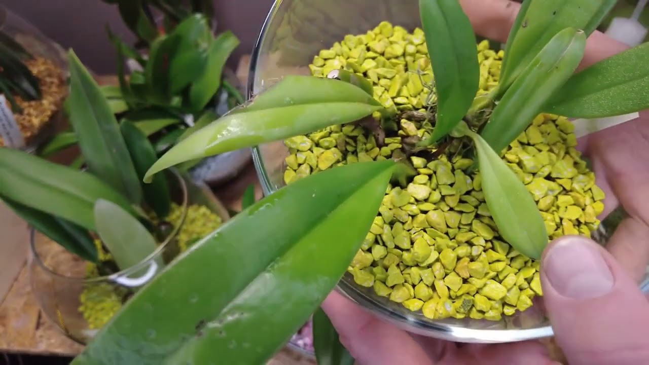 Perch&eacute; il Bulbophyllum prospera nel substrato dell'orchidea Colomi