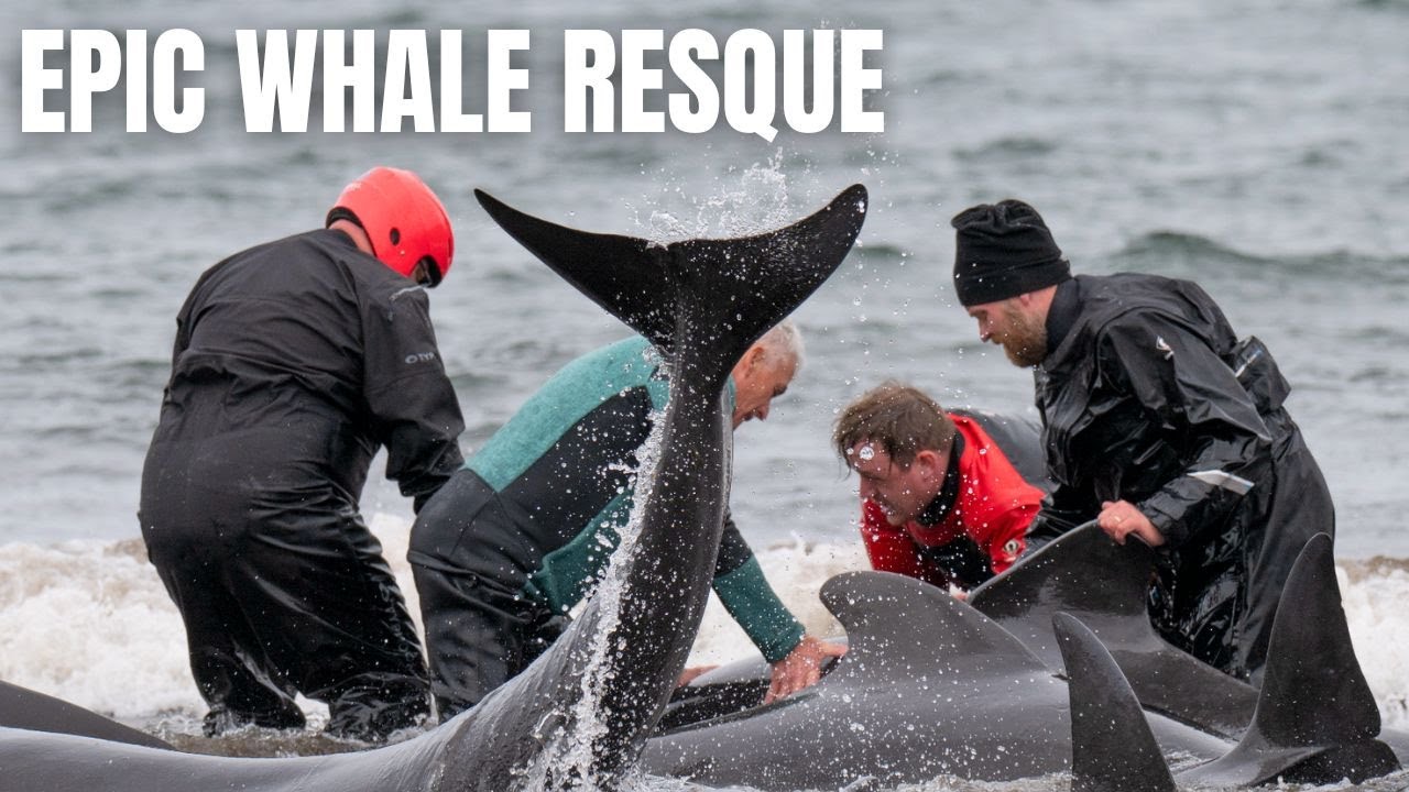 Epic Pilot Whale Rescue - Heartwarming Action Story From Iceland