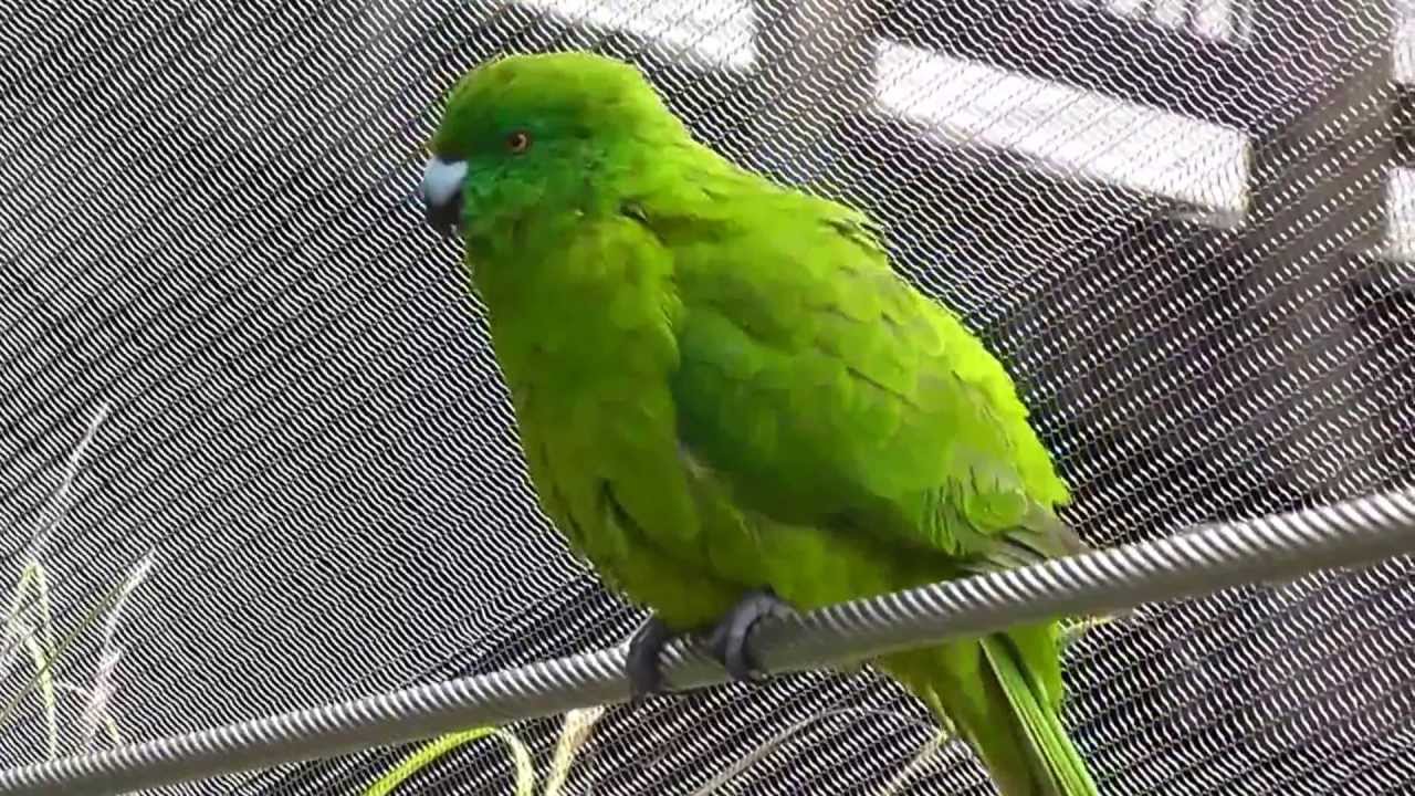 Antipodes Island Parakeet