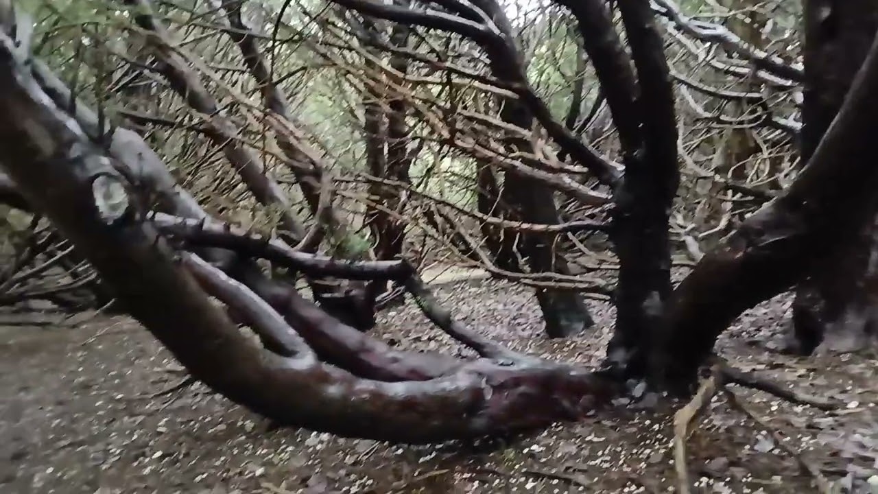 Beautiful morning walk along Kingley Vale 