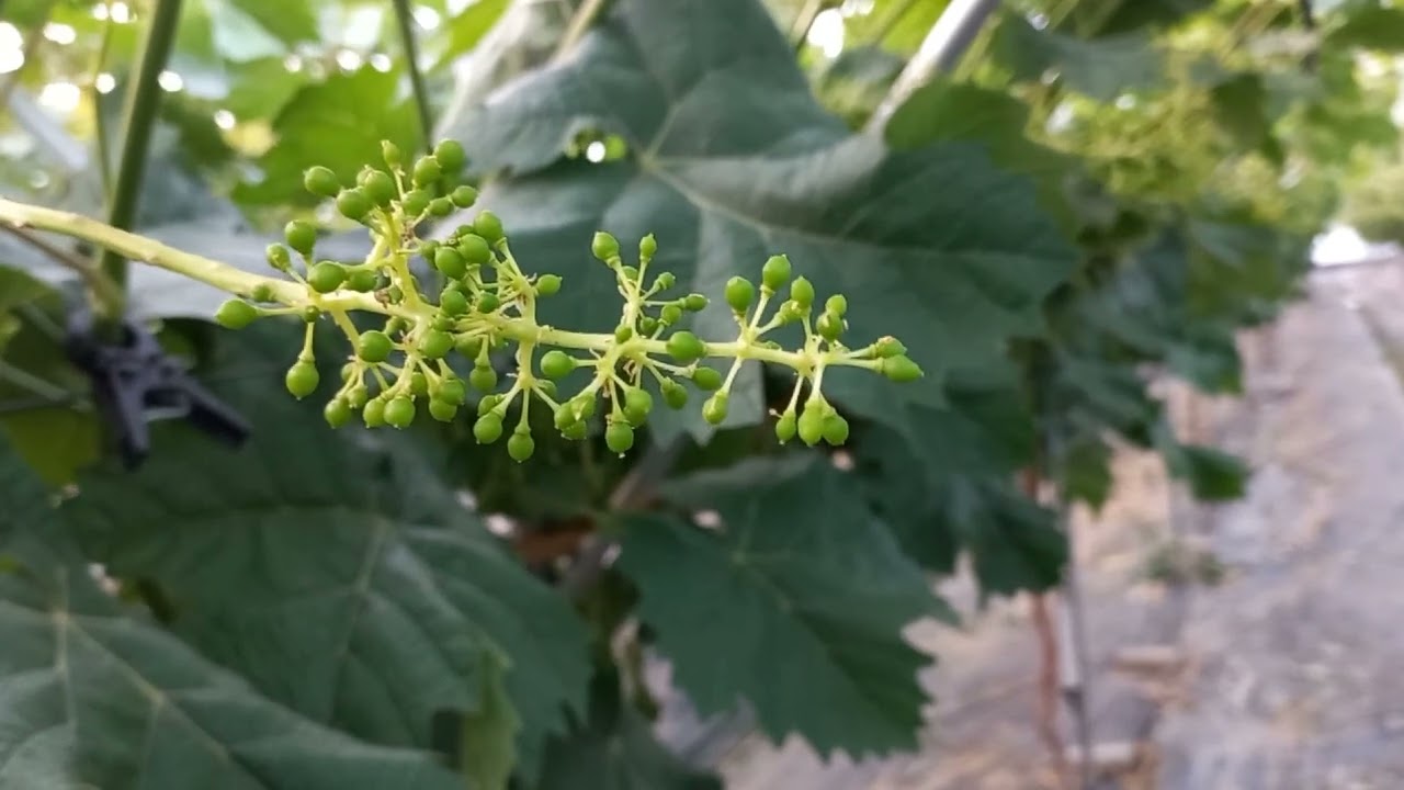 ####화수정리부터 1차지베레린 처리까지의 과정을 깔끔하게 정리했습니다