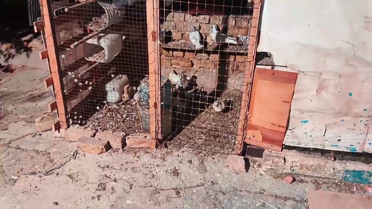 هوه غربه اطيور بليل🕊اطيرنه الطيور بليل🕊 شدينه ضوه بصطح
