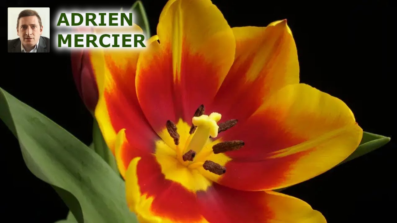 D&eacute;couvrez les secrets des fleurs : &eacute;tamines et pistil expliqu&eacute;s !