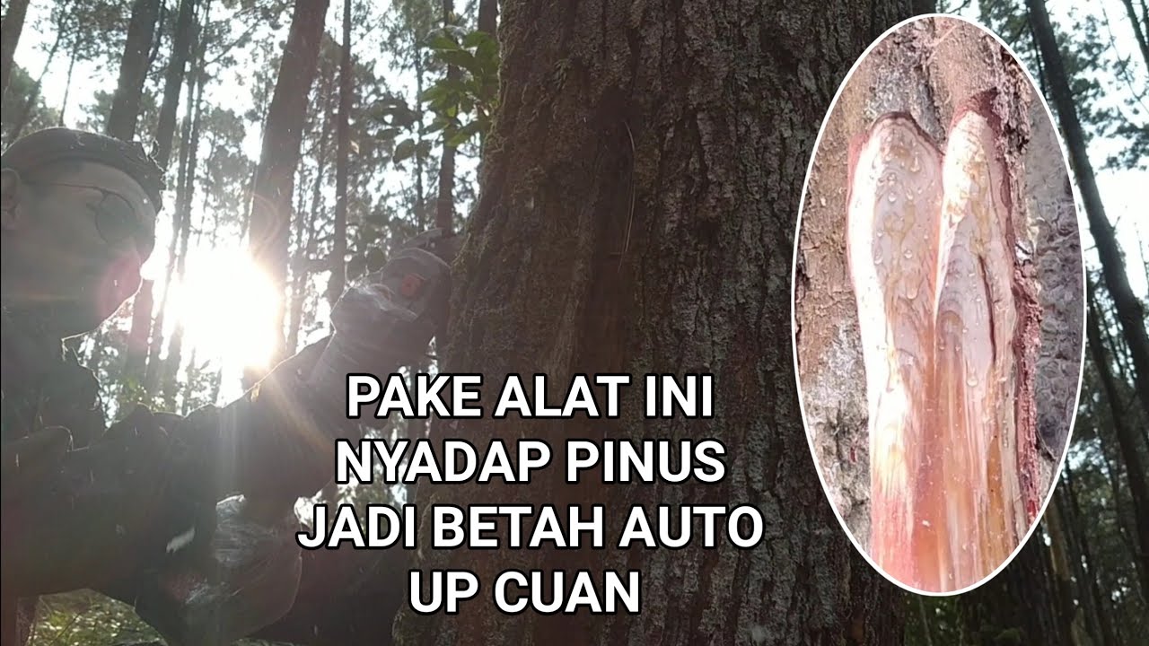 PENYADAP PINUS SEBAGAI SALAH SATU PROFESI PEJUANG DEVISA NEGARA