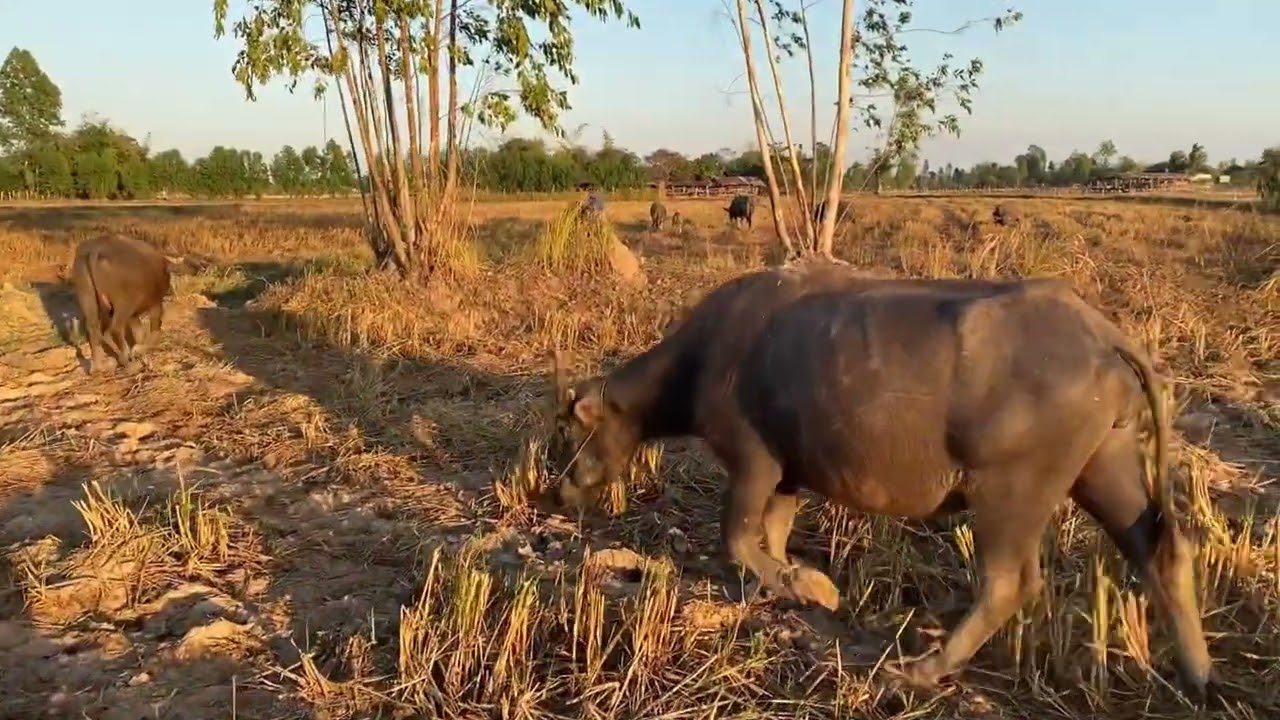 ฝูงควายนายปัญญา EP.2 เดินกลับคอกไปนอนเล่นน้ำ