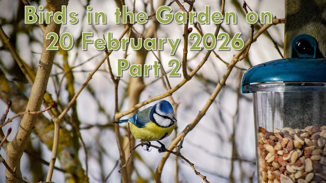 Fåglar i trädgården 20 februari del 2