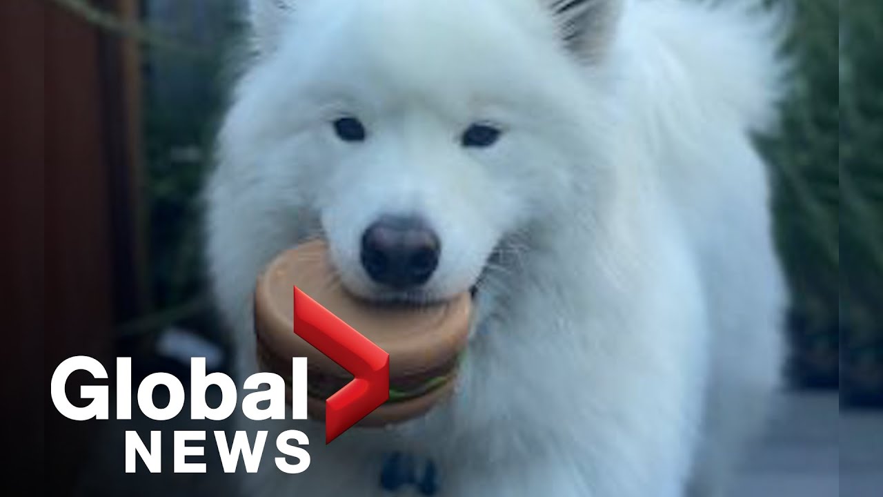 Dog dies after allegedly being left in hot car, 2nd death for Toronto dog walker
