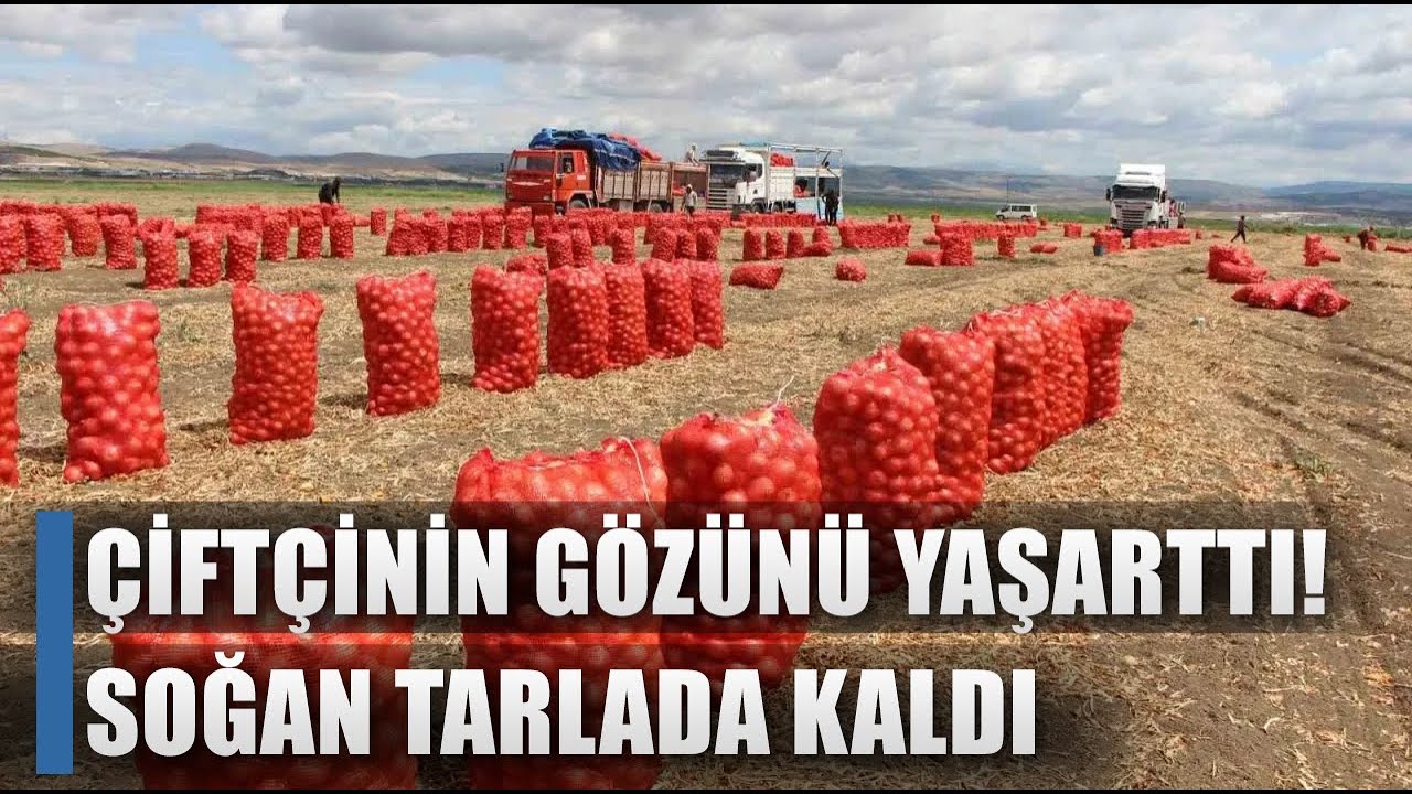 Soğan Fiyatı Çiftçiyi Üzdü! 