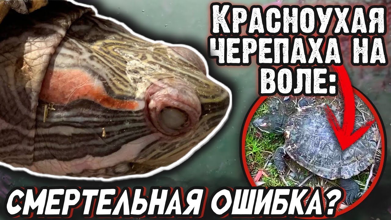 ЧЕМ ОПАСЕН ВЫПУСК КРАСНОУХИХ ЧЕРЕПАХ В РОССИИ?▷Кладбище ВЫПУЩЕННЫХ НА ВОЛЮ черепах