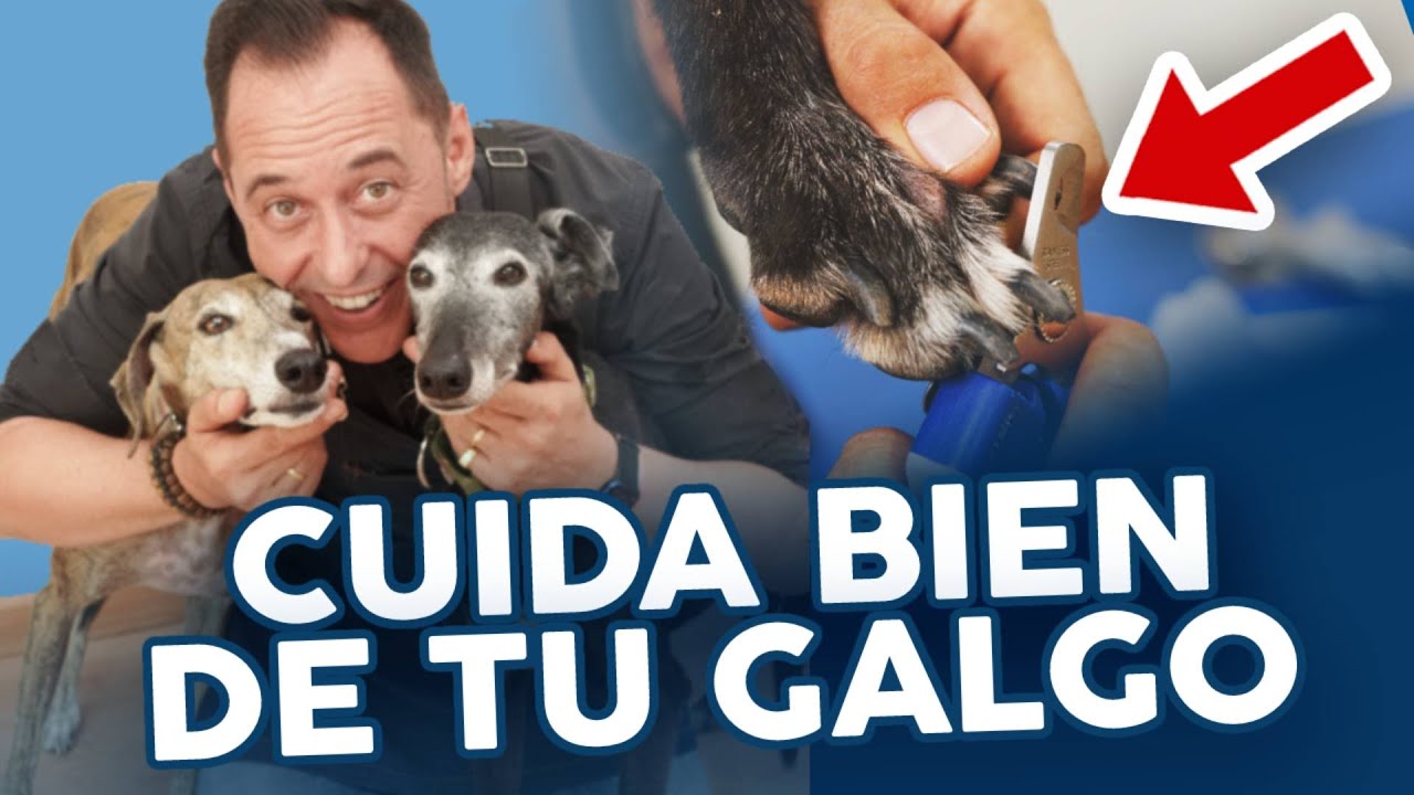 Cuidados del PELO y UÑAS en los Galgos 🐕💅🏻 PELUQUERÍA CANINA